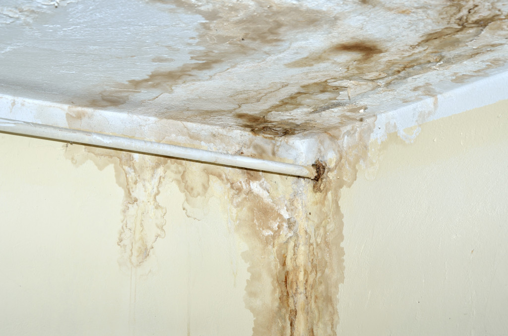 Mold growing inside a home