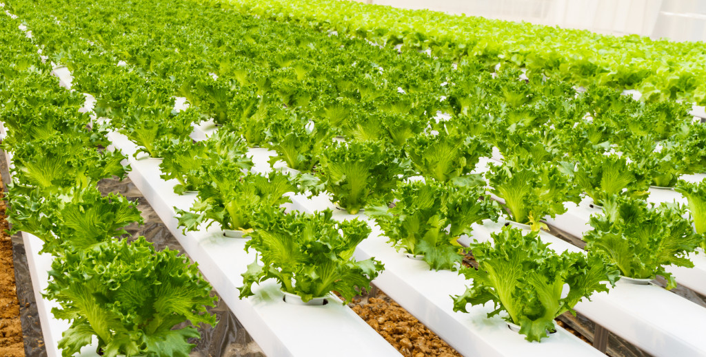 vegetables hydroponics garden faming