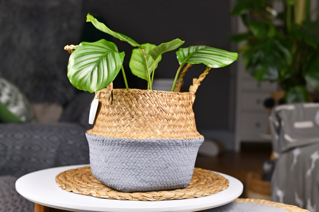 An indoor plant on a table