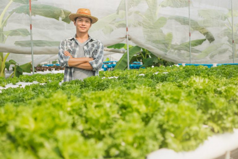 organic fresh vegetables harvested by farmer